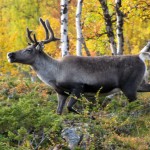 Rendier in het bos