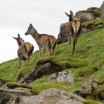 Drie hindes op Hallival