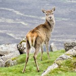 De Cuillin van Rum