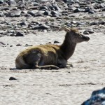 Kilmory Bay